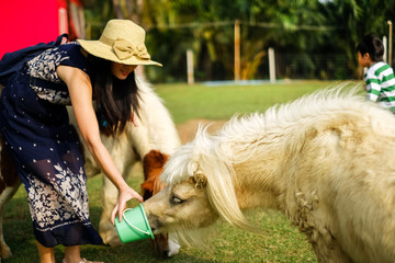 woman traveler feeding animal in the open farm.lady tourist give food to animal.