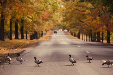 Obraz premium Ducks Crossing Road Lined With Trees in Autumn