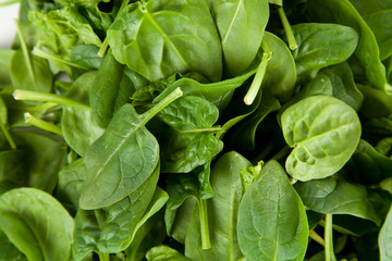 Baby spinach leaves