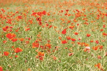 Flowers Red poppies blossom on wild field.