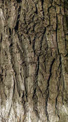 Bark of the old poplar