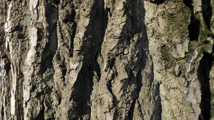 Bark of the old poplar