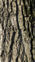 Bark of the old poplar