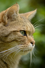  Europäische Wildkatze