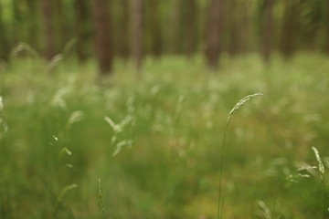 Close up of the leaves of grass in the forestn