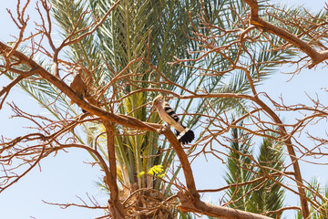 Egypt hoopoe in a tree in sunny day