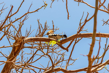 Hoopoe on a tree branch in sunny day