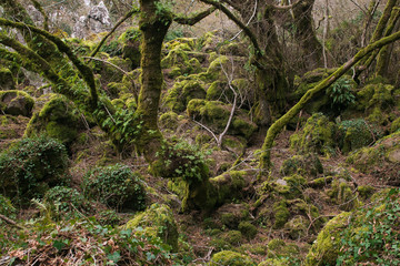 Bosco del Sasseto chiamato anche il bosco di Biancaneve in Lazio