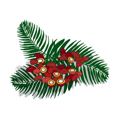 Isolated clipart of plant Palm on white background. Botanical drawing of herb Elaeis guineensis with seeds and leaves