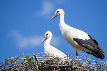 A pair of storks sitting in the nest placed in the park in summer, with blue cloudy sky in the background.