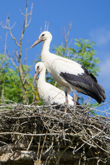 A pair of storks sitting in the nest placed in the park in summer, with blue cloudy sky in the background.