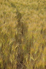 Wheat. Harvest time.