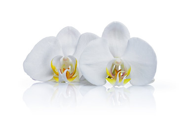 Beautiful white orchid phalaenopsis flowers