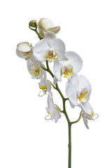 Fototapeta na wymiar Indoor plant white orchid flower