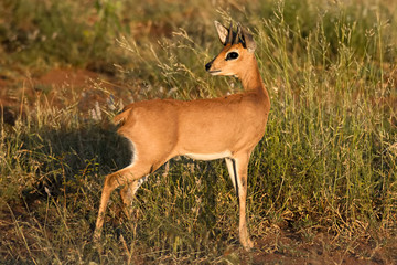 Steenbok standing alert to sounds in the bush