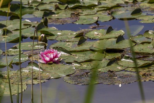 Floraison de n&eacute;nuphars roses, Nymphaea Fabiola