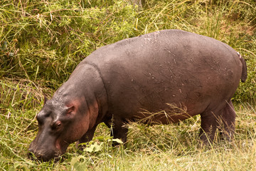 Hippo grazing on the riverbank 