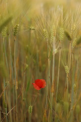 Wunderful poppy field in late may