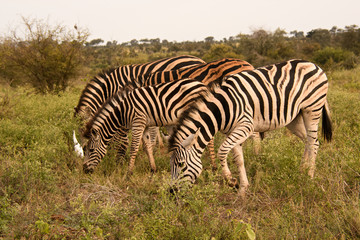Fototapeta na wymiar Section of a Burchell’s Zebra herd grazing 