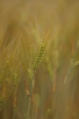 Wheat. Harvest time.