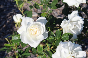 White Roses in the City Park