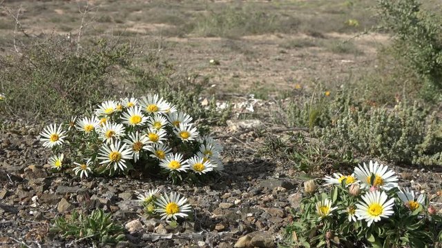Aster, Bl&uuml;te, Asteriscus schultzii, Fuerteventura, Kanaren, Vulkaninsel, Wildblume, 4K