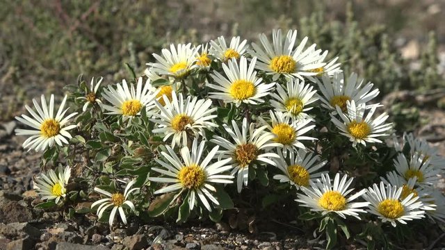 Aster, Bl&uuml;te, Asteriscus schultzii, Fuerteventura, Kanaren, Vulkaninsel, Wildblume, 4K