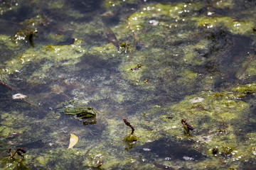Grenouille rainette verte d'Europe et milieu aquatique