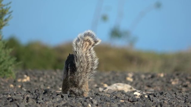 Atlash&ouml;rnchen, Atlantoxerus getulus, H&ouml;rnchen, Felltier, Wildtier, Fuerteventura, Insel, Spanien, 4K