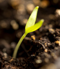 A young sprout of pepper in the ground