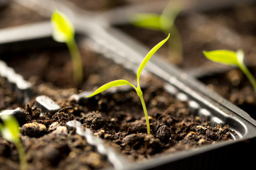 A young sprout of pepper in the ground