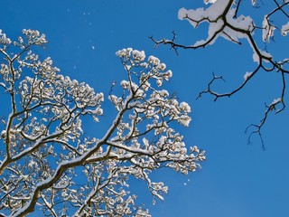 Snowfall on Branches