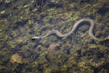Obraz na płótnie Canvas Serpent à la surface de l'eau