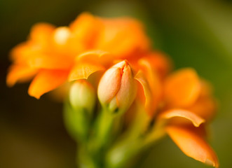 A small orange flower as a background