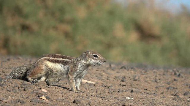 Atlash&ouml;rnchen, Atlantoxerus getulus, H&ouml;rnchen, Felltier, Wildtier, Fuerteventura, Insel, Spanien, 4K