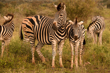 Fototapeta na wymiar Burchell’s Zebra mother and foal grazing with the herd