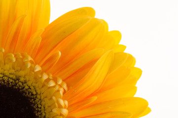 Beautiful gerbera flowers