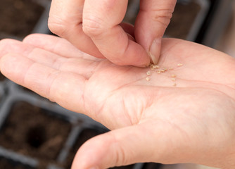 A woman planting seeds in the ground at home
