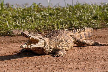 Young Nile Crocodile resting on the riverbank 