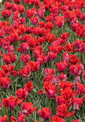 Abstract background . Colorful tulips flowers blooming in a park