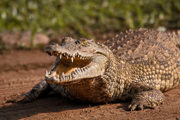 Young Nile Crocodile basking on the banks of a river