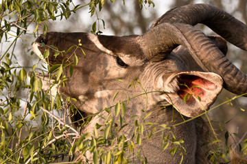 Kudu bull browsing with head high in the branches
