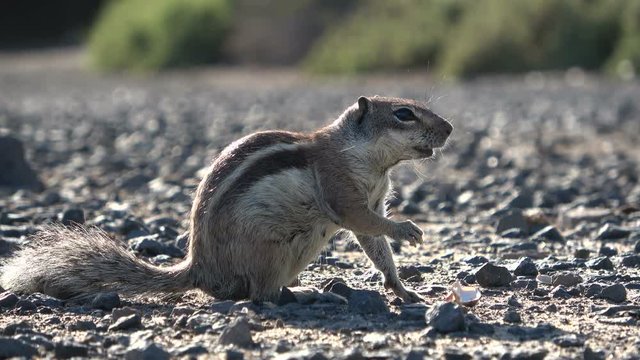Atlash&ouml;rnchen, Atlantoxerus getulus, H&ouml;rnchen, Felltier, Wildtier, Fuerteventura, Insel, Spanien, 4K