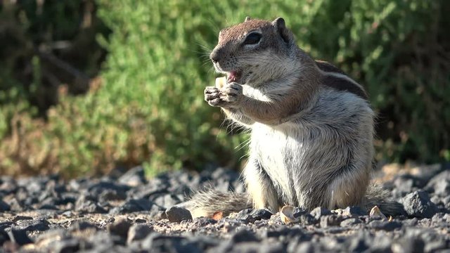 Atlash&ouml;rnchen, Atlantoxerus getulus, H&ouml;rnchen, Felltier, Wildtier, Fuerteventura, Insel, Spanien, 4K