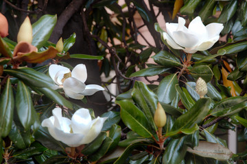Closeup view of magnolia tree flower.2j