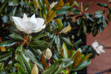 Closeup view of magnolia tree flower