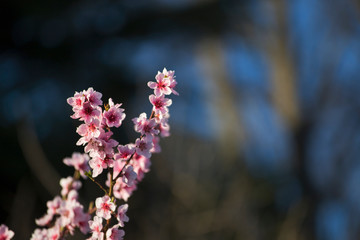 Closeup view of peach flower