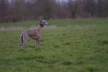 Whippet dog standing in countryside 
