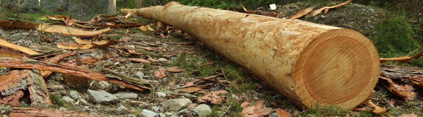 View of long trunk in forest