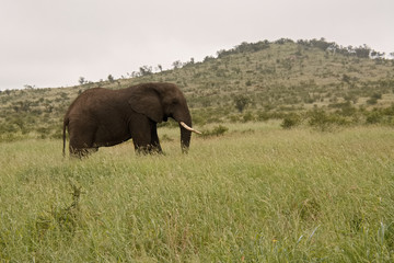 Fototapeta na wymiar African Elephant bull grazing on the plains 